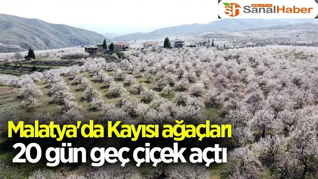 Malatya'da Kayısı ağaçları 20 gün geç çiçek açtı