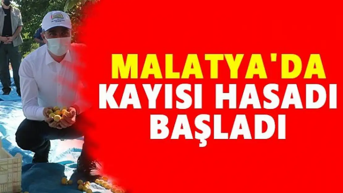 Malatya´da kayısı hasadı başladı