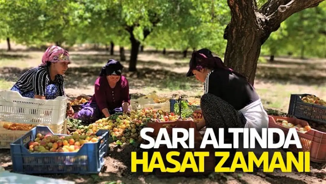 Malatya´da kayısı hasadı başladı