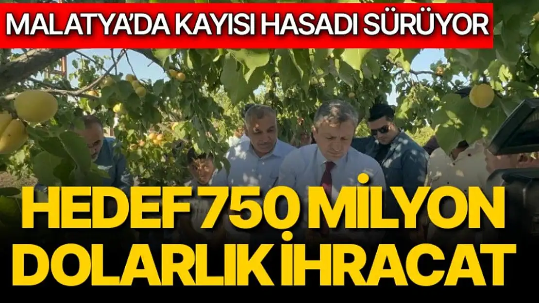 Malatya´da kayısı hasadı sürüyor