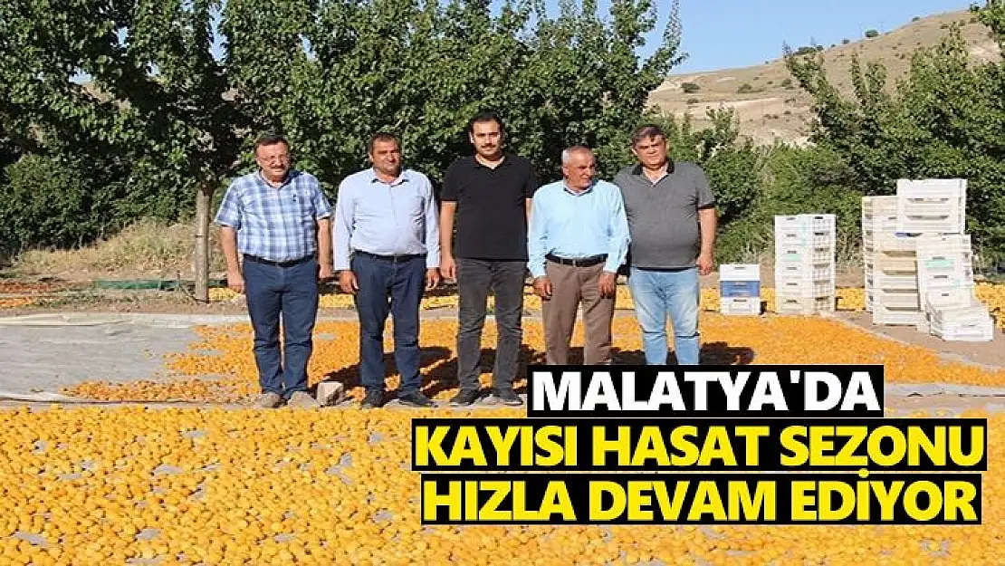 Malatya´da kayısı hasat sezonu hızla devam ediyor