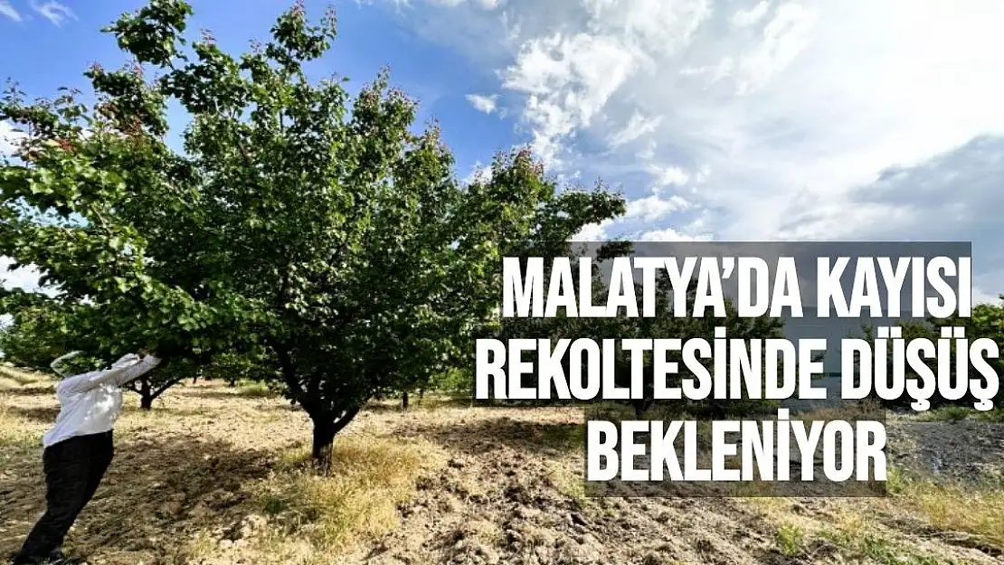 Malatya´da kayısı rekoltesinde düşüş bekleniyor