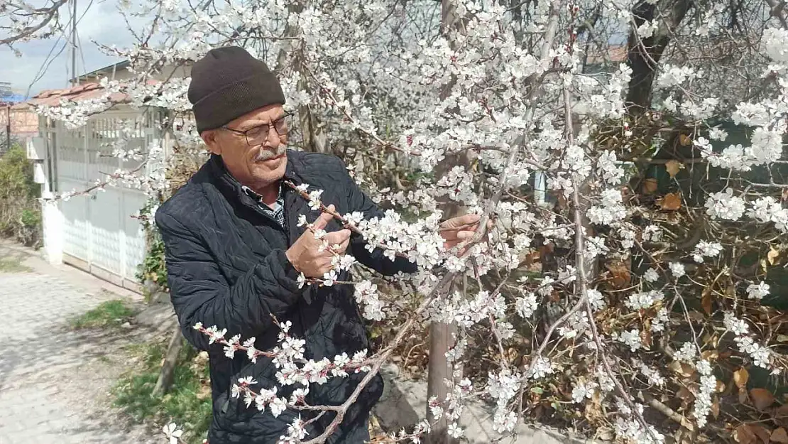 Malatya'da Zirai Don Tehlikesi