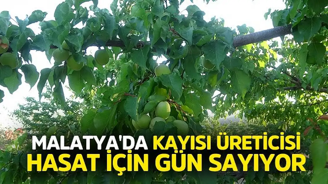 Malatya'da kayısı üreticisi hasat için gün sayıyor