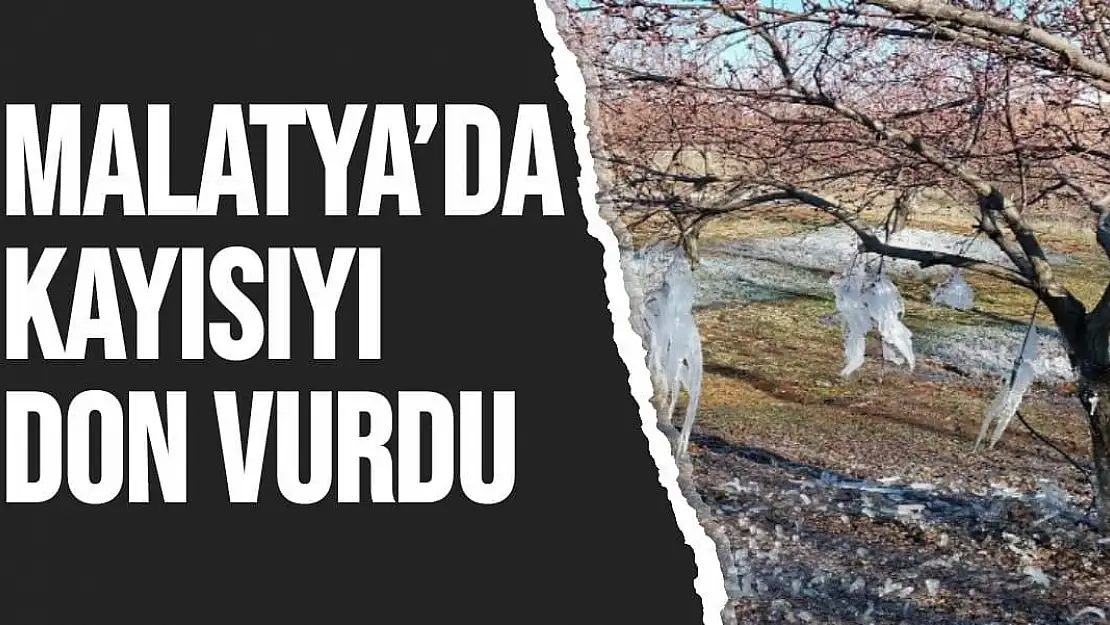 Malatya´da kayısıyı don vurdu