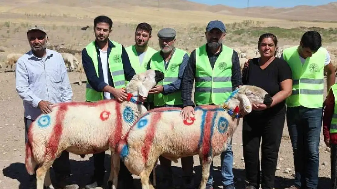 'Malatya´da ´koç katım şenliği´ düzenlendi'