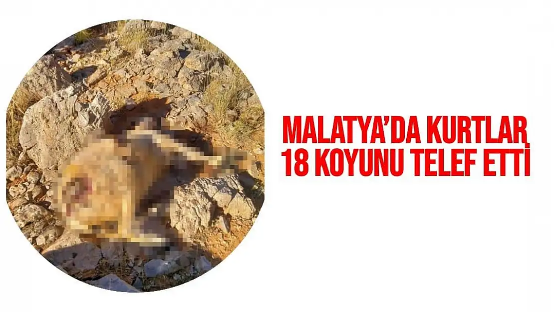 Malatya´da kurtlar 18 koyunu telef etti