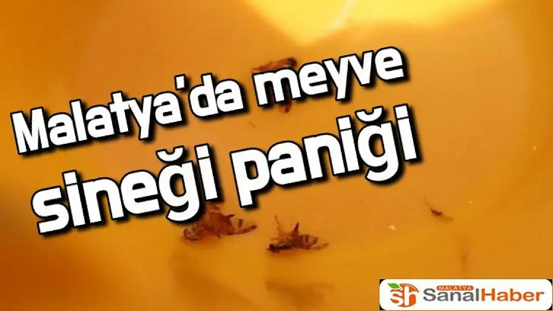 Malatya´da meyve sineği paniği