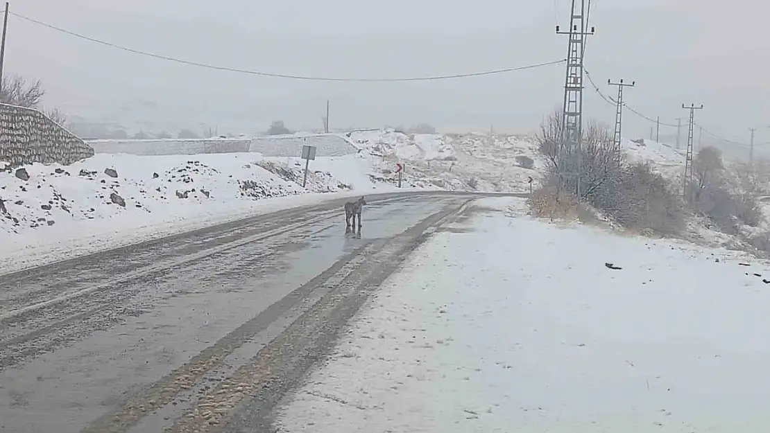 Malatya'da nesli tükenmekte olan vaşak görüldü