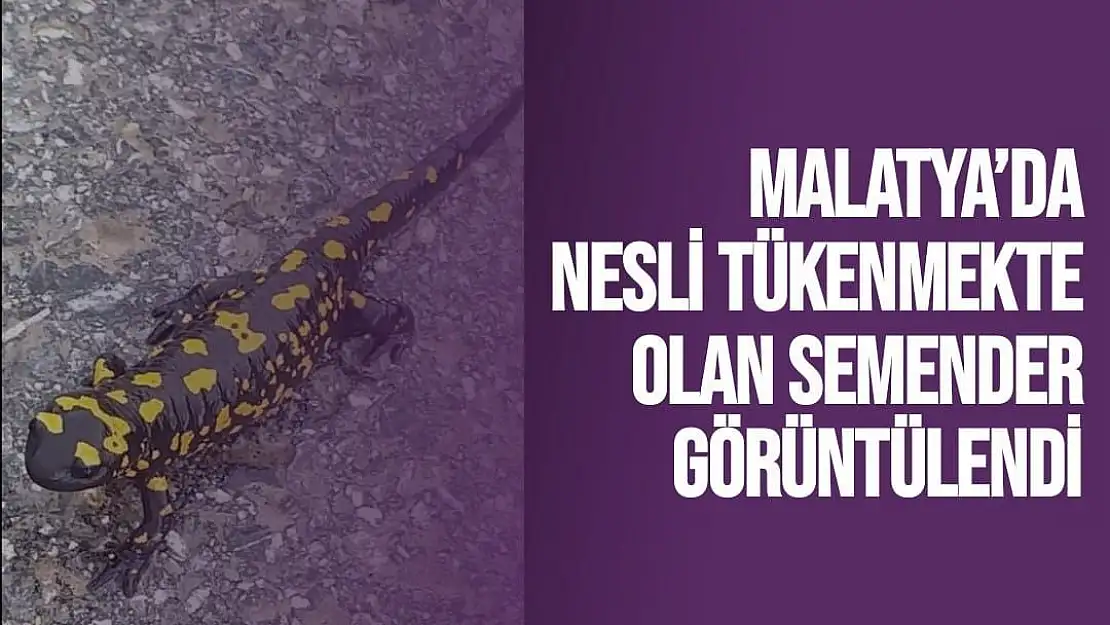Malatya´da nesli tükenmekte olan semender görüntülendi