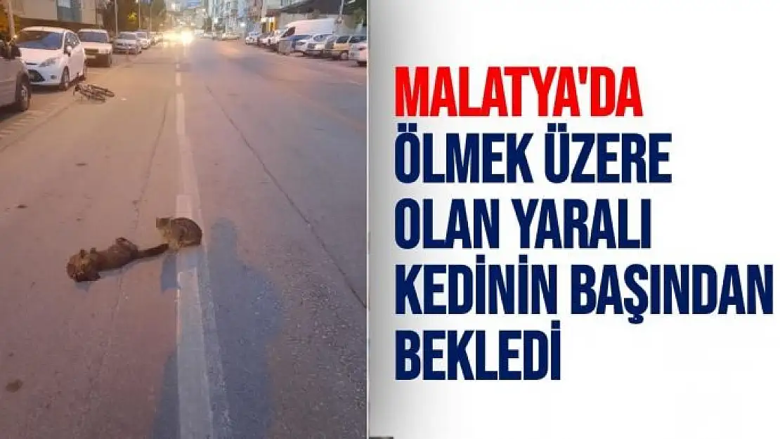 Malatya'da Ölmek üzere olan yaralı kedinin başından bekledi