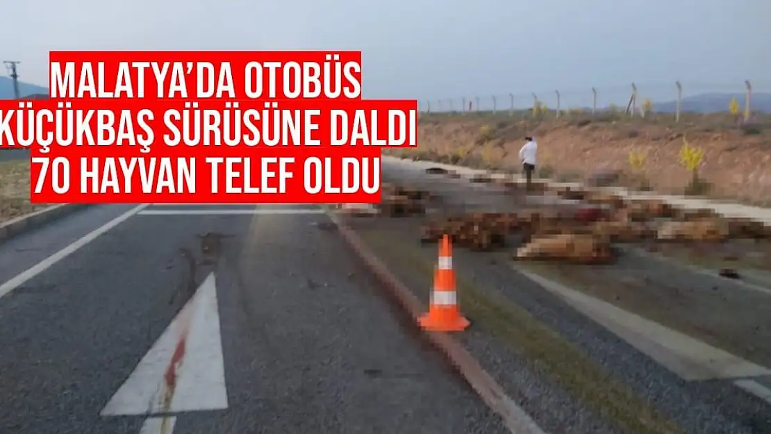 Malatya´da Otobüs küçükbaş sürüsüne daldı 70 hayvan telef oldu