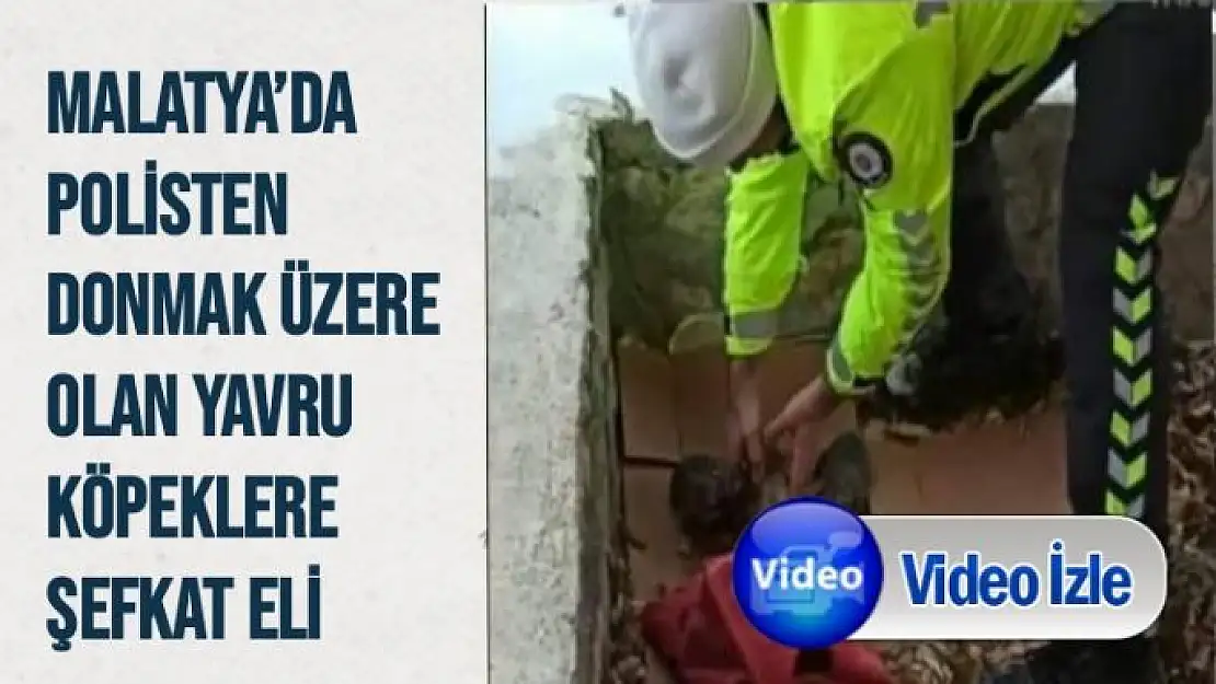 Malatya´da Polisten donmak üzere olan yavru köpeklere şefkat eli