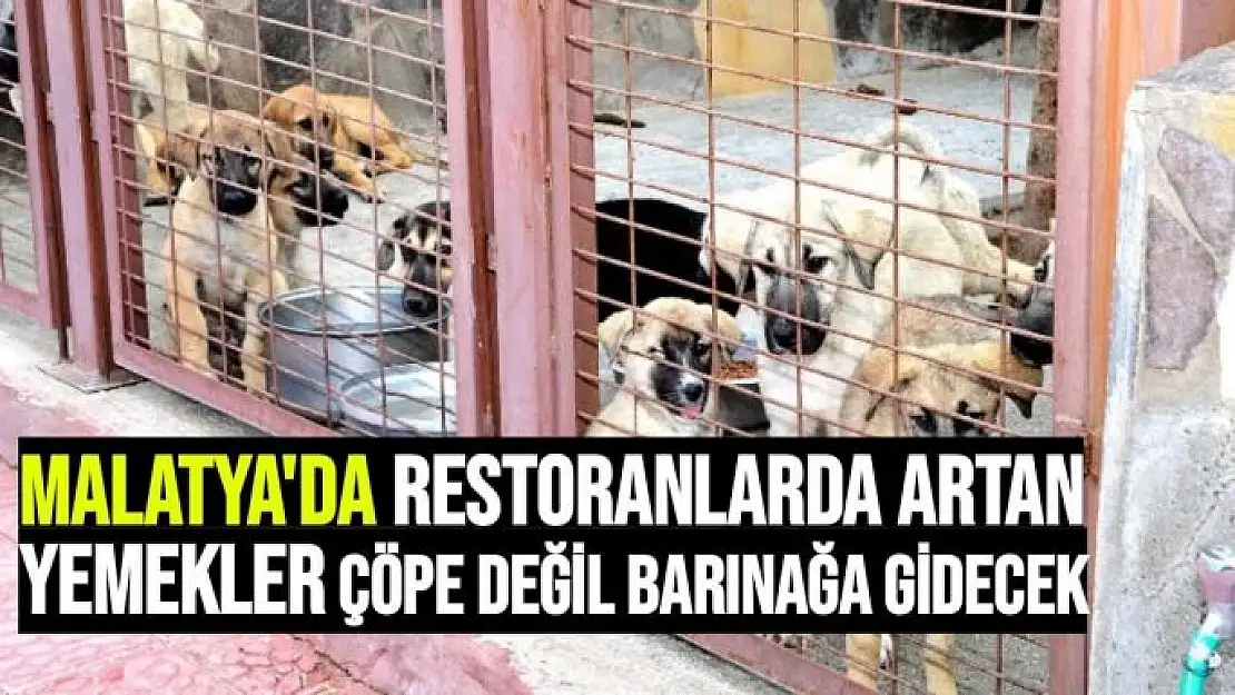 Malatya'da Restoranlarda artan yemekler çöpe değil barınağa gidecek