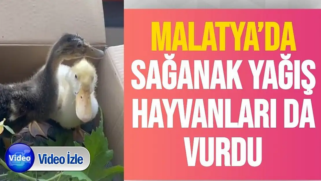 Malatya´da sağanak yağış hayvanları da vurdu