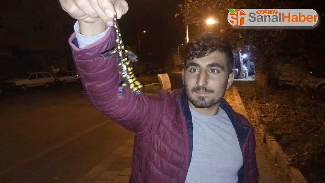 Malatya'da sarı benekli semender bulundu