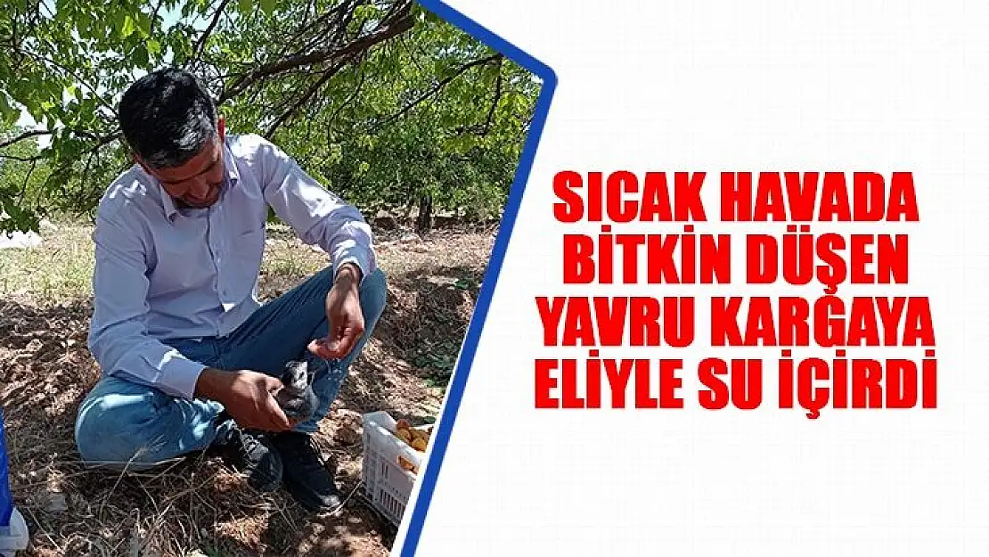 Malatya'da sıcak havada bitkin düşen yavru kargaya eliyle su içirdi