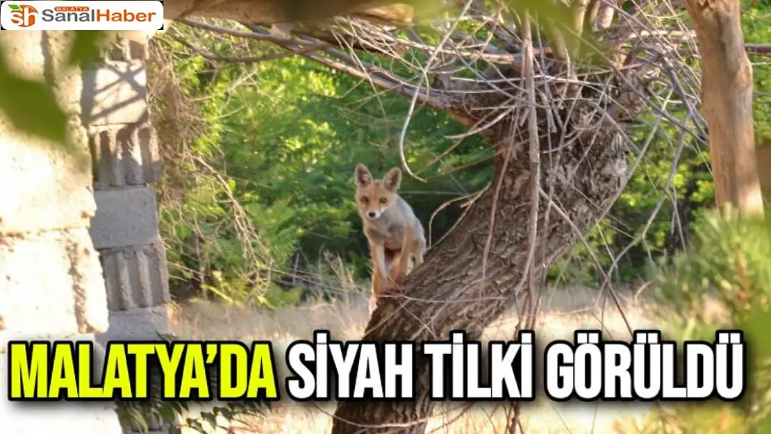 Malatya'da Siyah Tilki Görüldü
