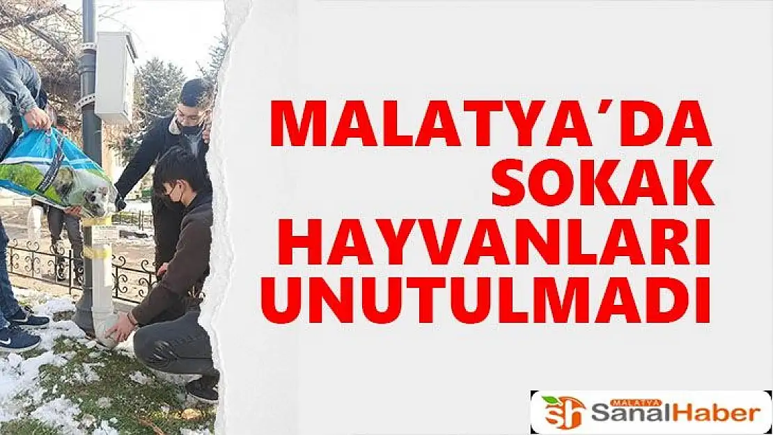 Malatya'da sokak hayvanları unutulmadı