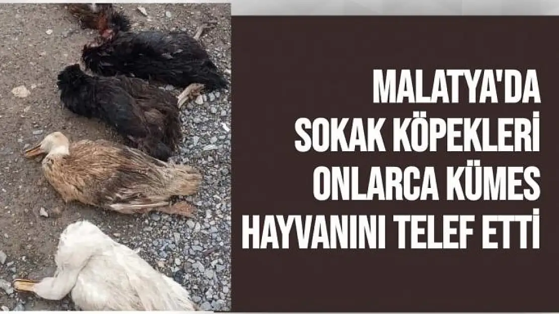 Malatya'da Sokak köpekleri onlarca kümes hayvanını telef etti