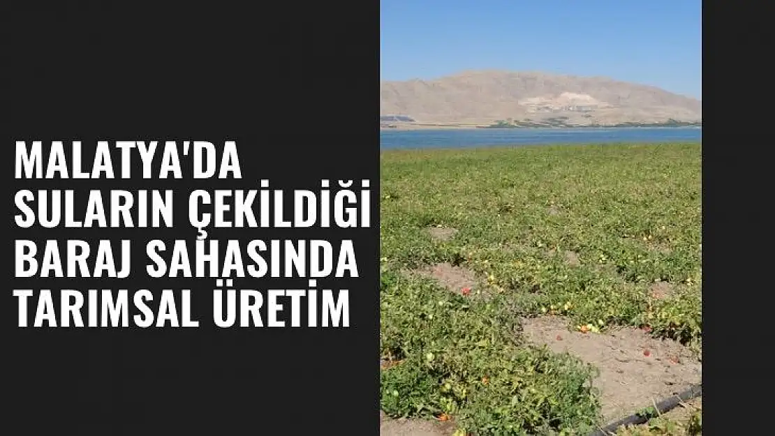 Malatya´da suların çekildiği baraj sahasında tarımsal üretim