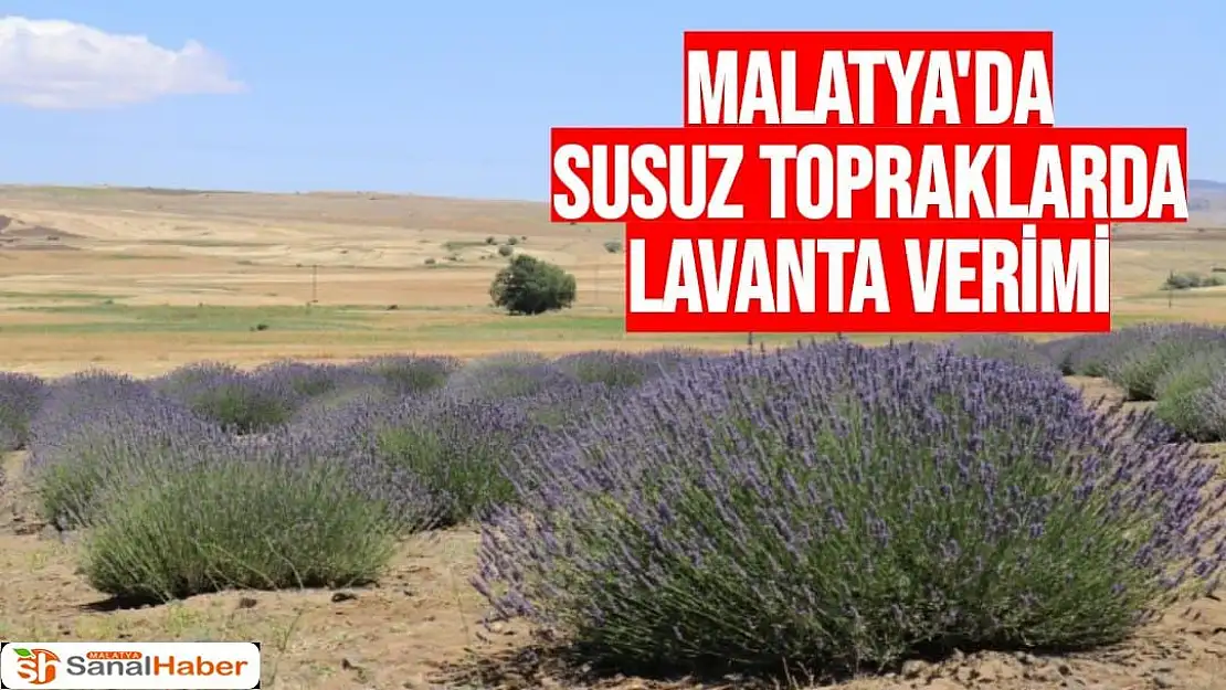 Malatya'da Susuz topraklarda lavanta verimi