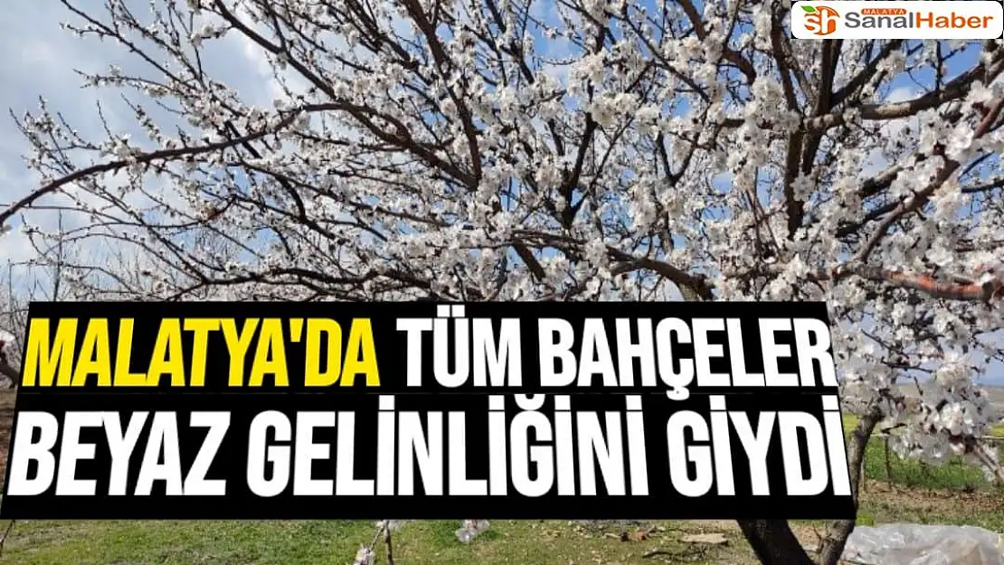 Malatya'da tüm bahçeler beyaz gelinliğini giydi