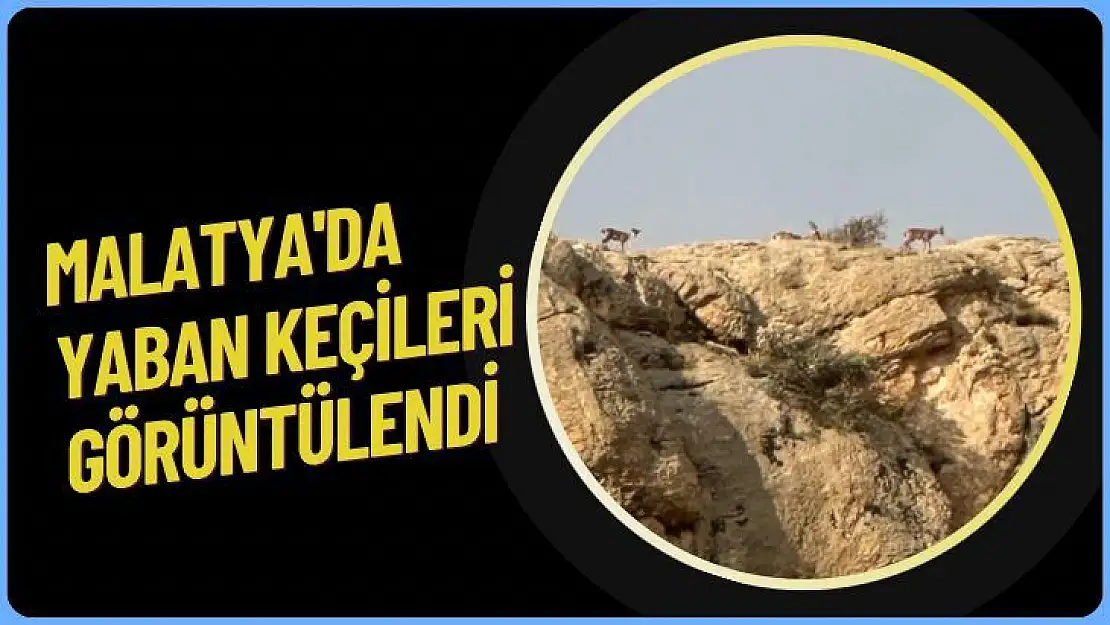 Malatya'da yaban keçileri görüntülendi