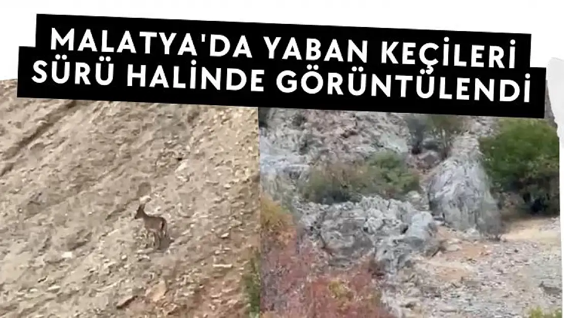 Malatya´da yaban keçileri sürü halinde görüntülendi