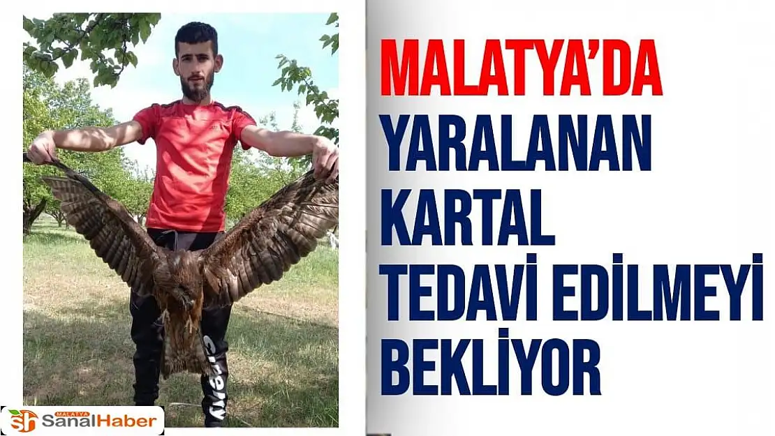 Malatya´da Yaralanan Kartal tedavi edilmeyi bekliyor