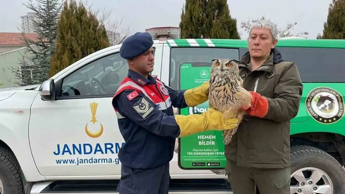 'Malatya´da yaralı bulunan baykuş koruma altına alındı'