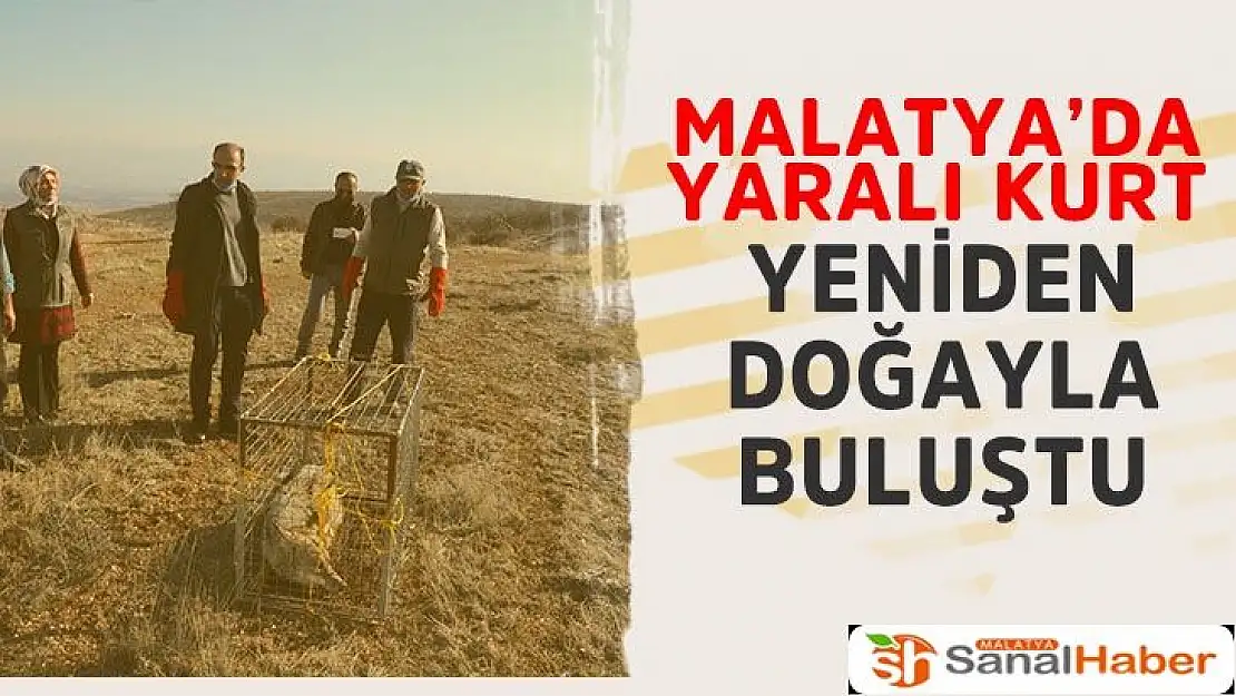 Malatya'da yaralı kurt yeniden doğayla buluştu