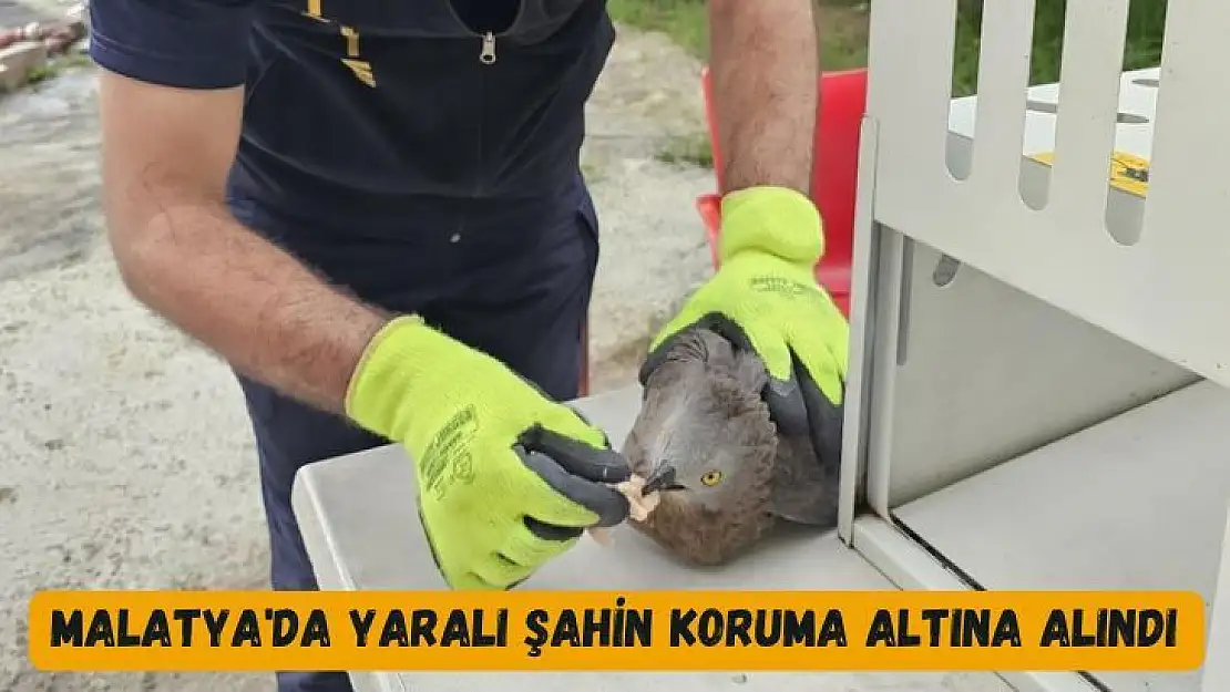 Malatya'da Yaralı şahin koruma altına alındı