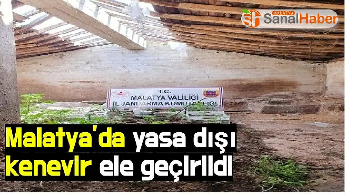 Malatya'da yasa dışı kenevir ele geçirildi