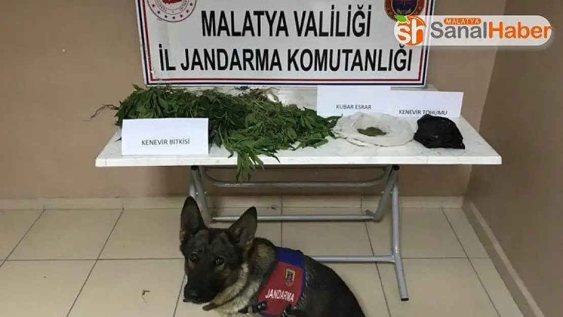 Malatya'da yasa dışı kenevir operasyonu