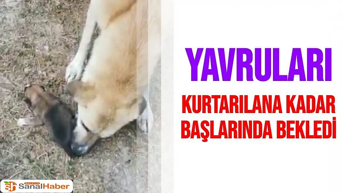 Malatya'da Yavruları kurtarılana kadar başlarında bekledi