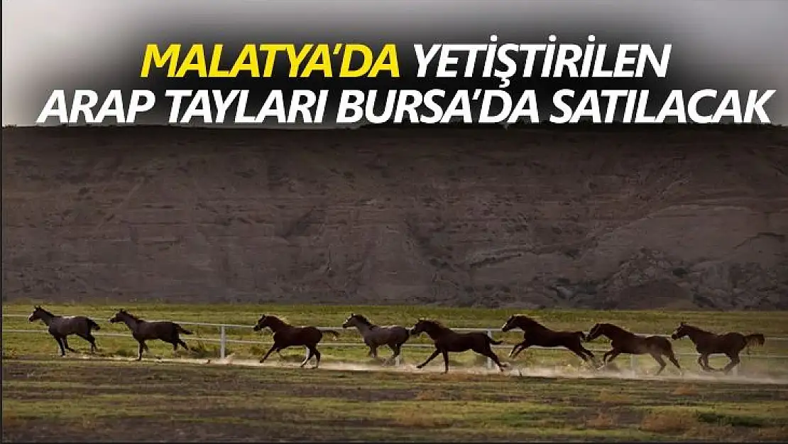 Malatya´da yetiştirilen Arap tayları Bursa´da satılacak