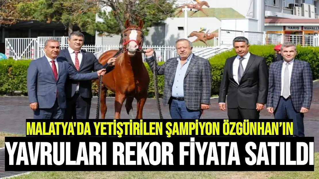 Malatya'da yetiştirilen şampiyon Özgünhan´ın yavruları rekor fiyata satıldı