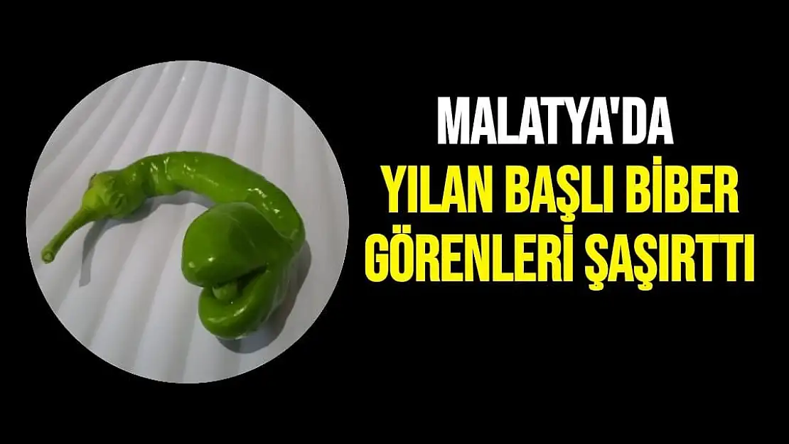 Malatya'da Yılan başlı biber görenleri şaşırttı