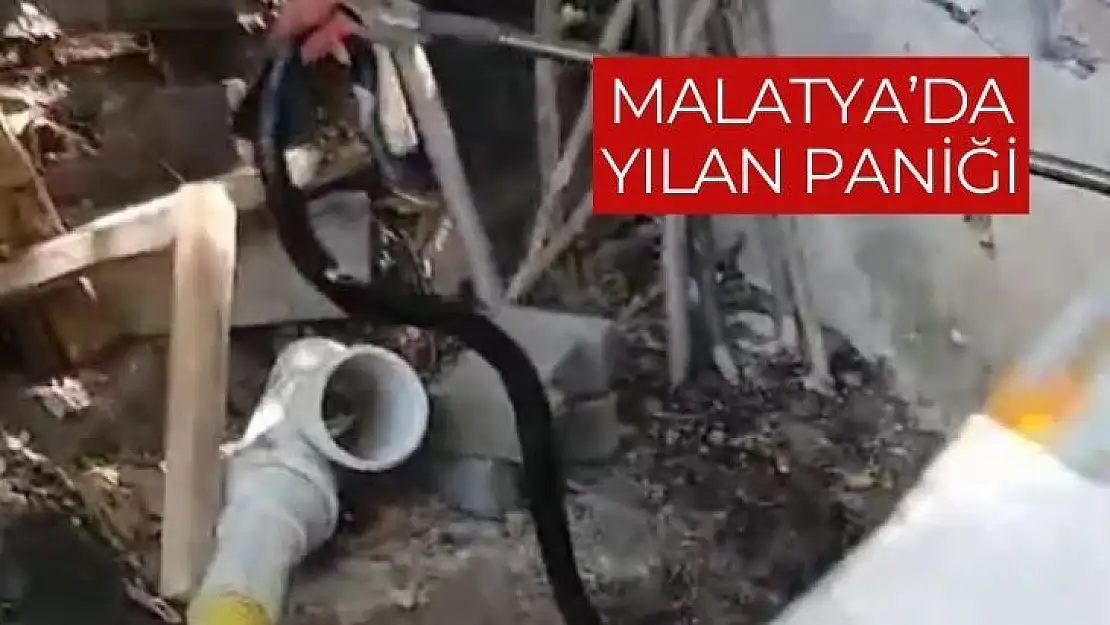 Malatya´da yılan paniği