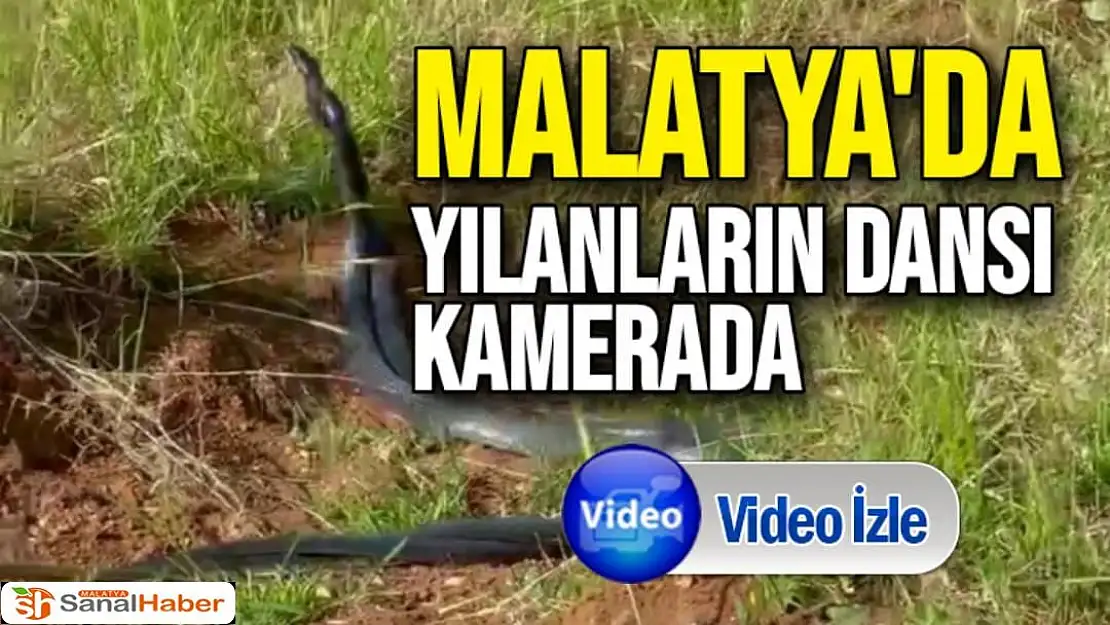 Malatya'da Yılanların dansı kamerada