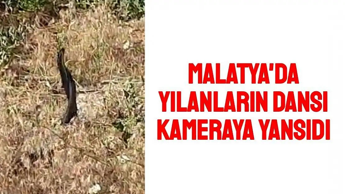 Malatya'da Yılanların dansı kameraya yansıdı