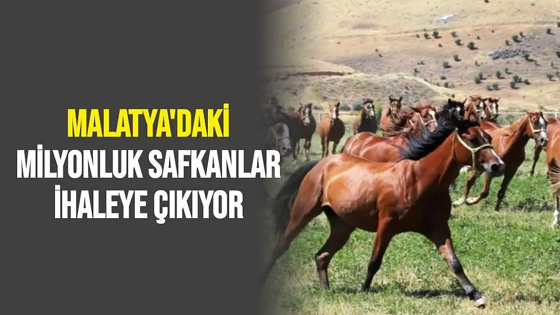 Malatya'daki Milyonluk safkanlar ihaleye çıkıyor