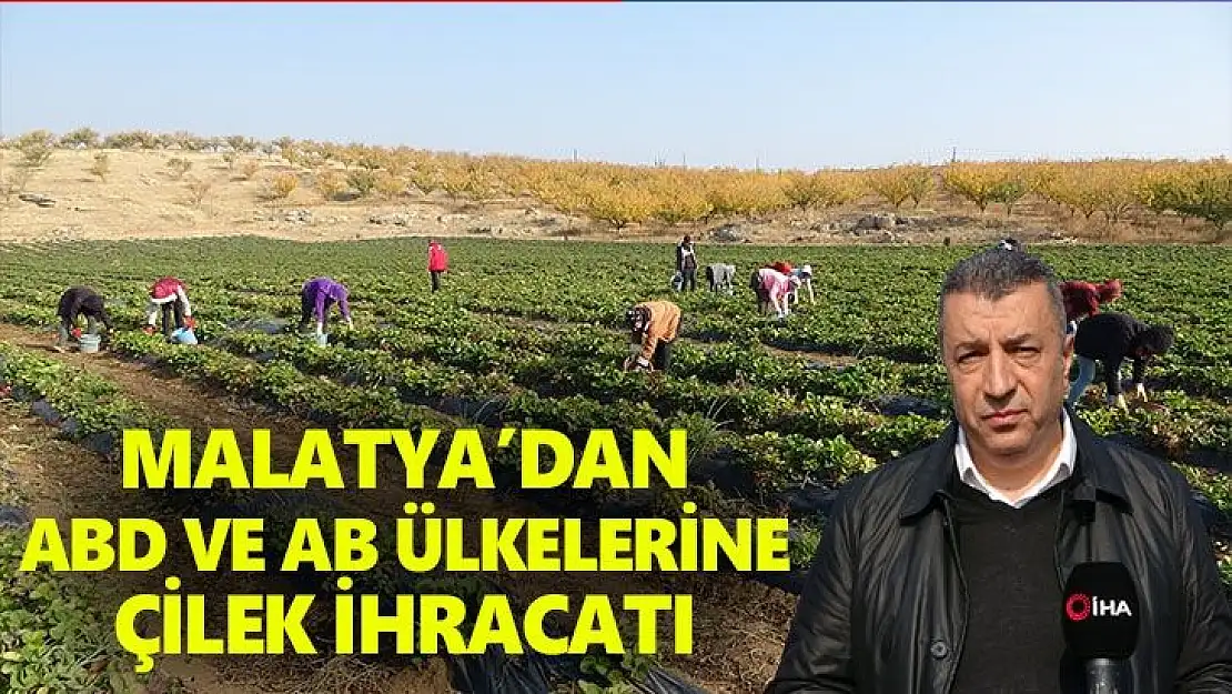 Malatya´dan ABD ve AB ülkelerine çilek ihracatı