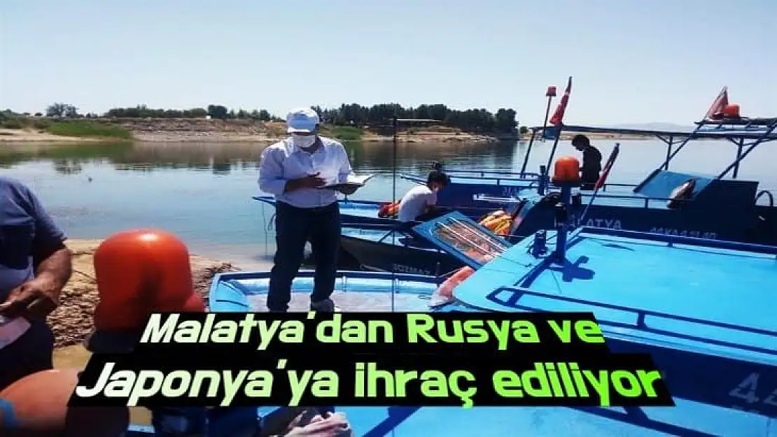 Malatya´dan Rusya ve Japonya´ya ihraç ediliyor