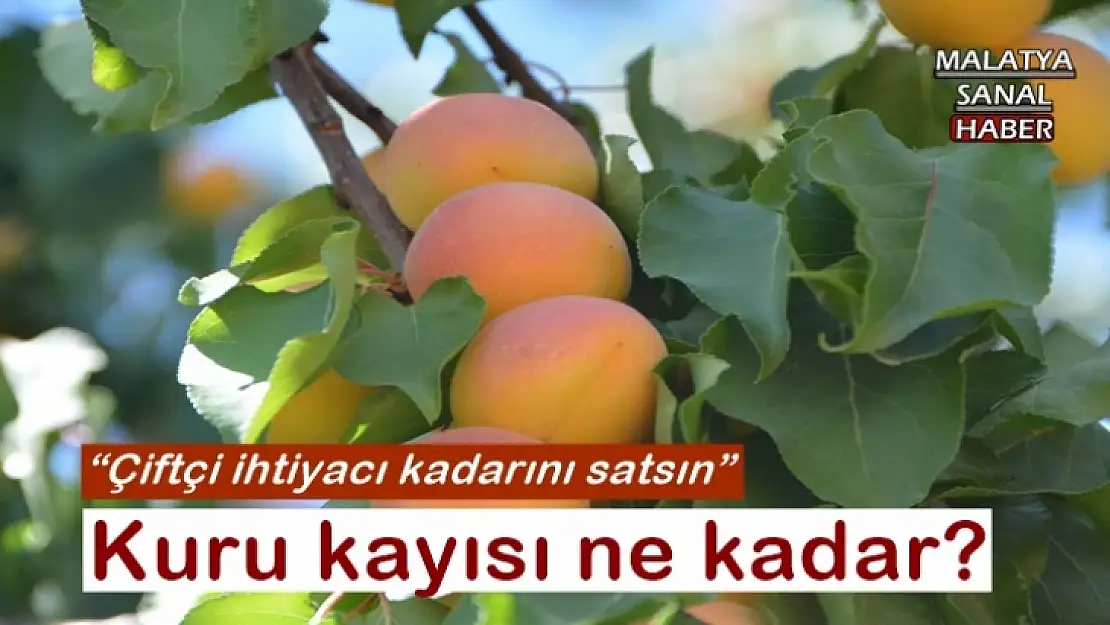 Kuru kayısı ne kadar?