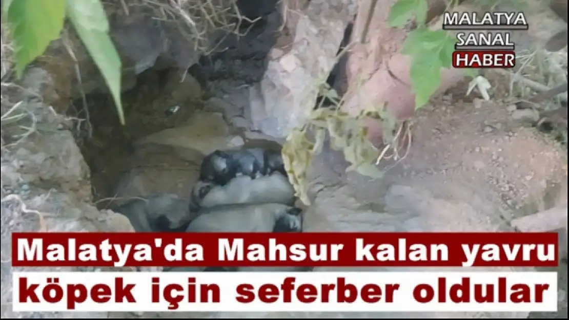 Malatya'da Mahsur kalan yavru  köpek için seferber oldular