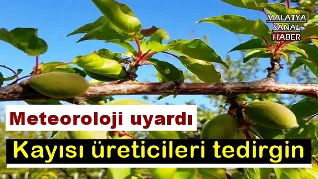 Kayısı üreticileri tedirgin