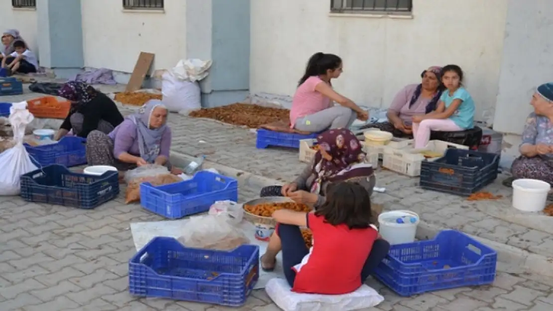 Kayısıda patik dönemi başladı