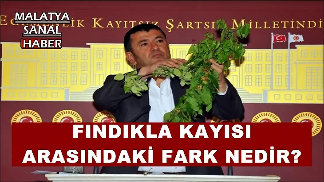 Ağbaba fındıkla kayısı arasındaki fark nedir